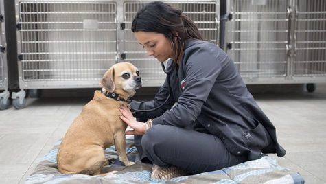 A tan dog sits on the floor at VEG ER for Pets animal hospital as a veterinarian takes their heart rate.