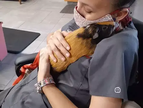 A veterinarian at VEG ER for Pets holds a guinea pig. 