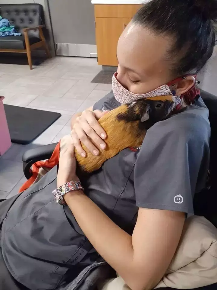 Why Is My Guinea Pig Not Pooping? GI Stasis and Other Causes of Constipation