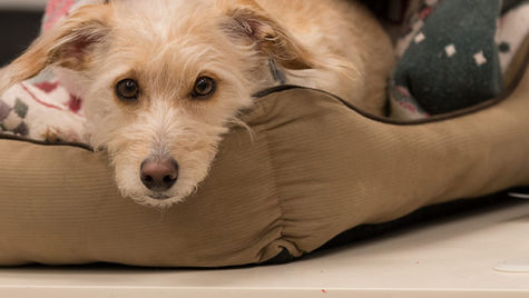 A dog in labor lies on a pillow. 