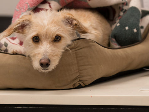 A dog in labor lies on a pillow. 
