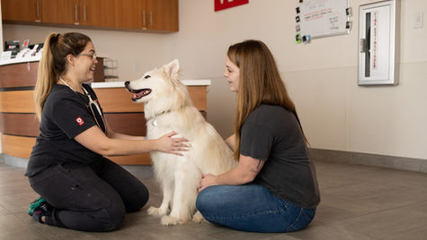 Dog Dental Emergencies – Signs and Symptoms