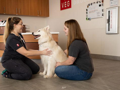 Dog Dental Emergencies – Signs and Symptoms