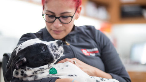 A white and black dog is being cared for by a veterinarian wearing glasses