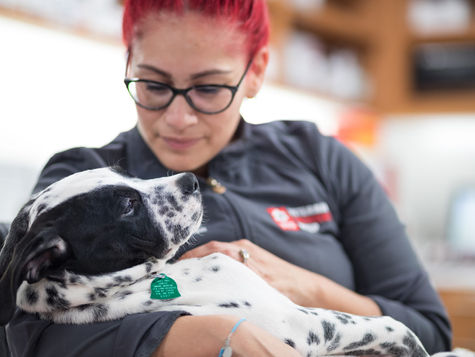A white and black dog is being cared for by a veterinarian wearing glasses