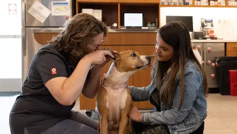 What You Need to Know about Dog Ear Infection