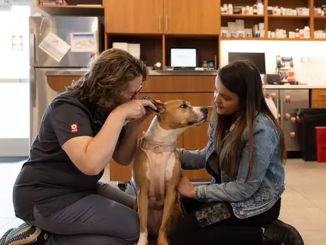 What You Need to Know about Dog Ear Infection