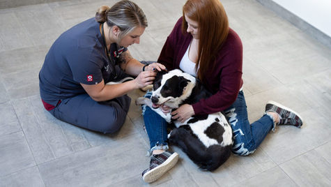 A dog gets their ears examined for ear mites by a vet sitting on the floor. The dog's pet parent sits on the floor holding the dog. 