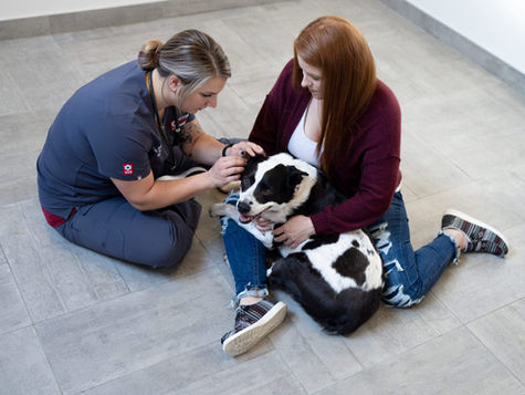 A dog gets their ears examined for ear mites by a vet sitting on the floor. The dog's pet parent sits on the floor holding the dog. 