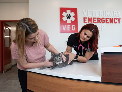 Vets examine a tabby cat.