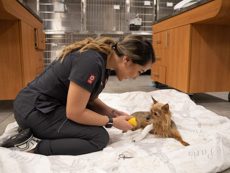 A vet examines a small brown dog.