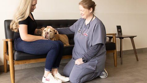 A rust color dog sits on its owners lap while a veterinarian kneels next to it to pet it.