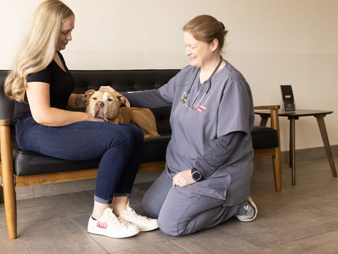 A rust color dog sits on its owners lap while a veterinarian kneels next to it to pet it.