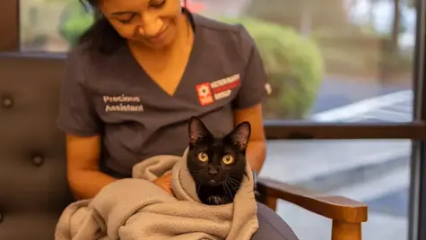 A cat that had a seizure is held by a veterinarian at VEG ER for Pets.