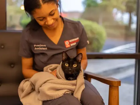 A cat that had a seizure is held by a veterinarian at VEG ER for Pets.