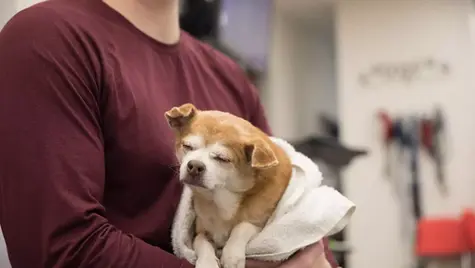 dog lethargy