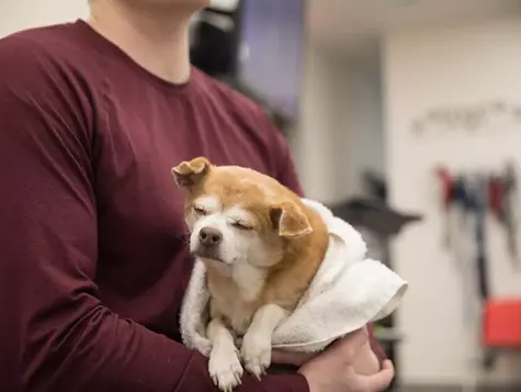 dog lethargy
