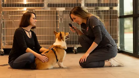 A dog with red eye is examined on the floor by a veterinarian in a vet hospital
