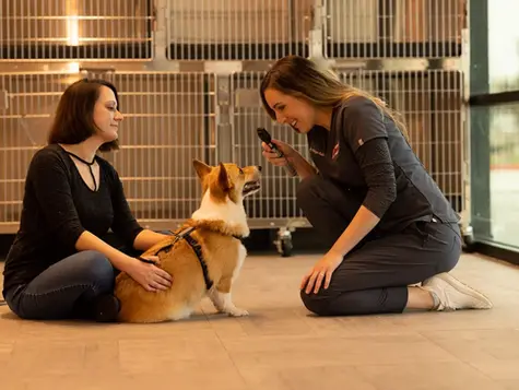 A dog with red eye is examined on the floor by a veterinarian in a vet hospital