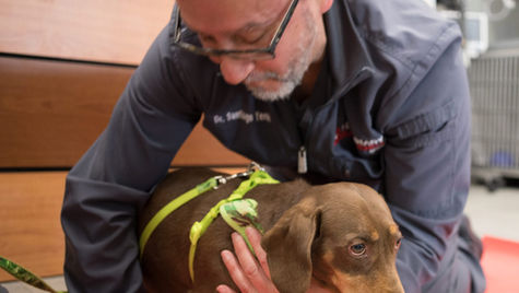 Why is My Dog Limping? Causes and Treatments