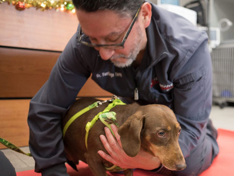 Why is My Dog Limping? Causes and Treatments