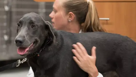 An black dog is at the vet being checked for obesity. 