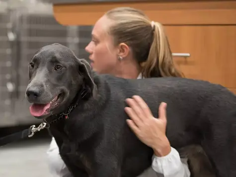 An black dog is at the vet being checked for obesity. 