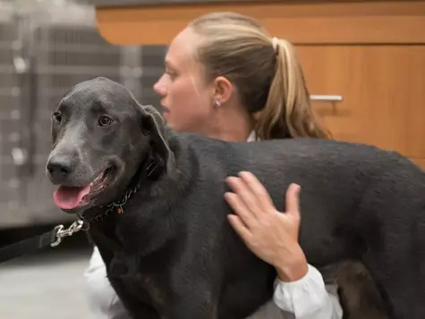 An black dog is at the vet being checked for obesity. 