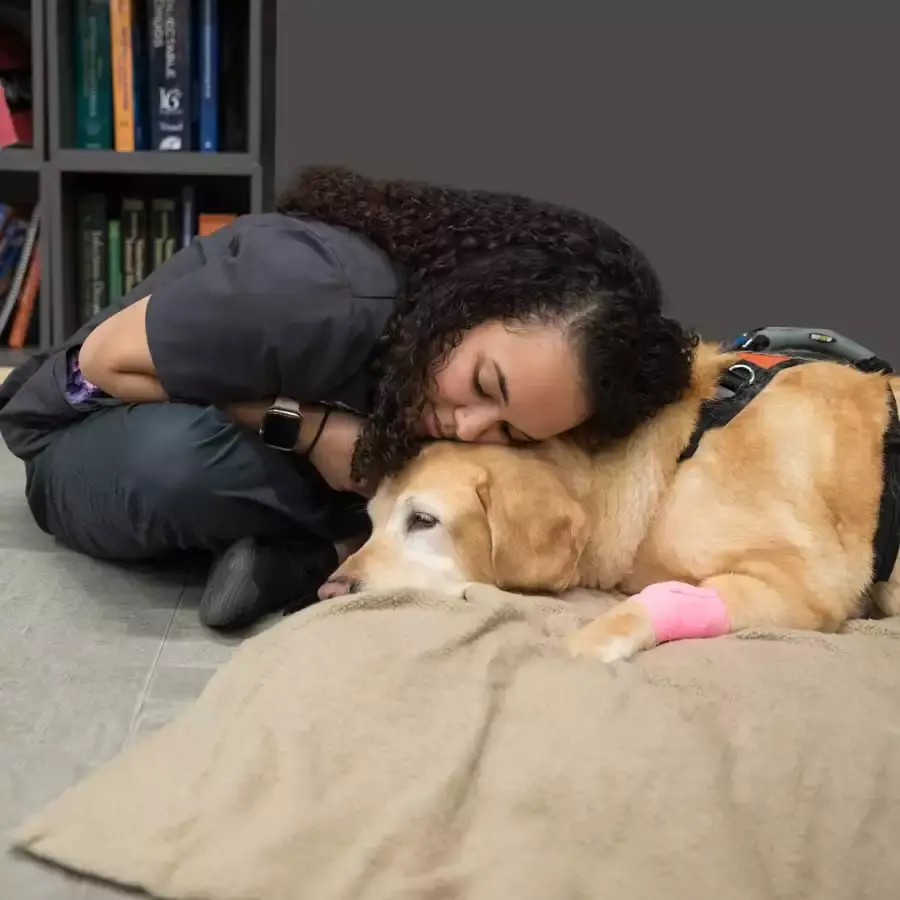My Dog Was Bit By A Rattlesnake – What Do I Do?