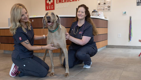 A dog with balancing problems is seen by two vets at VEG ER for Pets animal hospital.