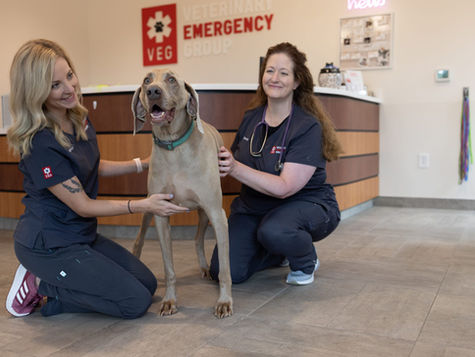 A dog with balancing problems is seen by two vets at VEG ER for Pets animal hospital.