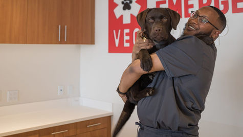 Top Dog Emergencies Across the US