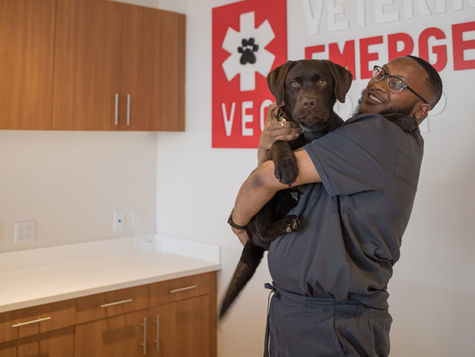 Top Dog Emergencies Across the US