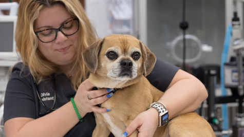 A veterinarian holds a tan dog with floppy ears during a vet exam.