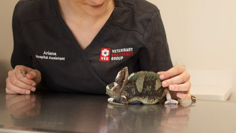 A pet reptile is examined for fracture by a vet at VEG ER for Pets.