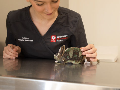 A pet reptile is examined for fracture by a vet at VEG ER for Pets.