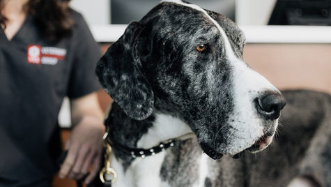 Bladder Stones in Dogs: Symptoms, Treatment & Prevention 
