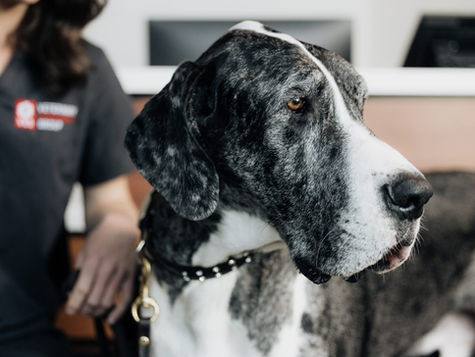Bladder Stones in Dogs: Symptoms, Treatment & Prevention 
