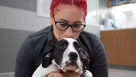 A constipated black and white dog is held by a veterinarian at VEG ER for Pets animal hospital