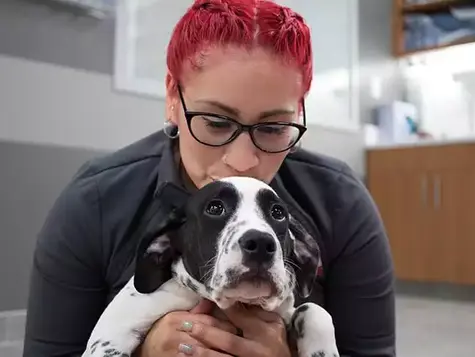 A constipated black and white dog is held by a veterinarian at VEG ER for Pets animal hospital