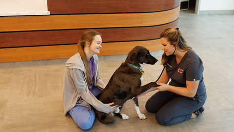 A dog places they're paw in the hands of a veterinarian while the dog's owner holds the dog. 