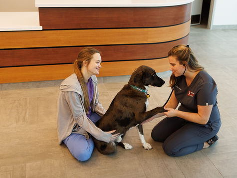 A dog places they're paw in the hands of a veterinarian while the dog's owner holds the dog. 