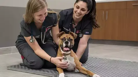 Two smiling veterinary employees in scrubs kneel on the hospital floor to hold a brown dog patient. 