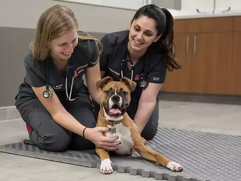 Two smiling veterinary employees in scrubs kneel on the hospital floor to hold a brown dog patient. 