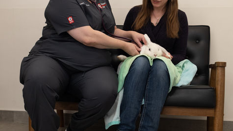 A rabbit sits on a person's lap in a vet hospital.