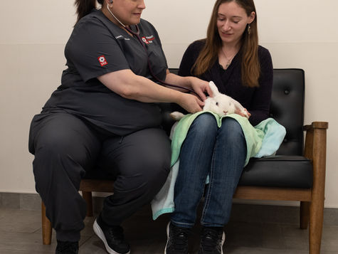A rabbit sits on a person's lap in a vet hospital.