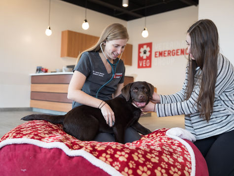 A dog with trouble breathing is examined at VEG ER for Pets animal hospital.