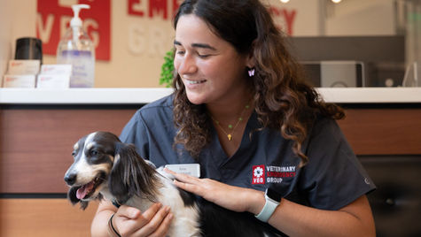 6 Vet Safety Tips for New Year's Eve with Pets