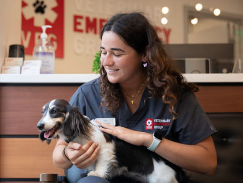 6 Vet Safety Tips for New Year's Eve with Pets