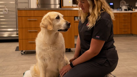 Can Dogs Get Concussions?